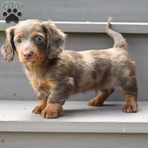 Rowdy, Dachshund Puppy