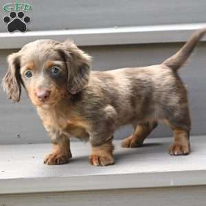 Rowdy, Dachshund Puppy