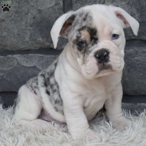 Tater, Beabull Puppy