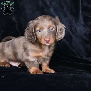 Rowdy, Dachshund Puppy