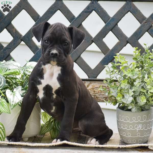 Weston, Boxer Puppy