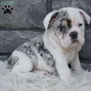 Tater, Beabull Puppy