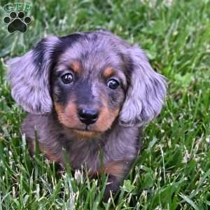 Pearl, Dachshund Puppy