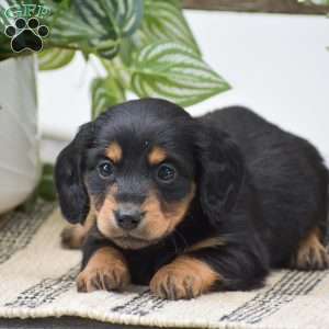 Diamond – Mini, Dachshund Puppy
