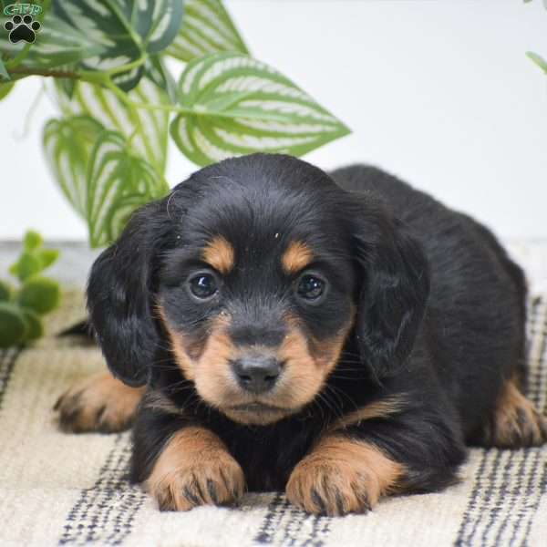 Diamond – Mini, Dachshund Puppy