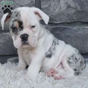 Tater, Beabull Puppy