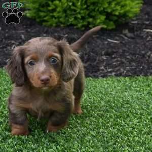 Rowdy, Dachshund Puppy