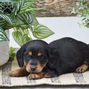Diamond – Mini, Dachshund Puppy