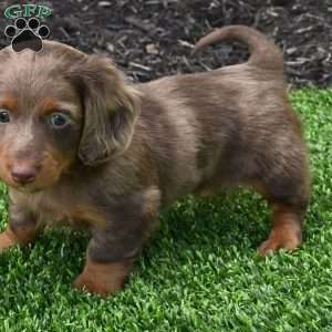 Rowdy, Dachshund Puppy