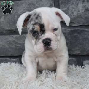 Tater, Beabull Puppy