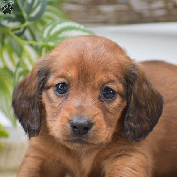 Delphine – Mini, Dachshund Puppy