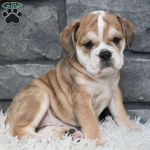 Trixie, Beabull Puppy