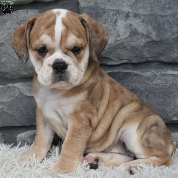 Trixie, Beabull Puppy