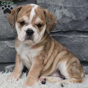 Trixie, Beabull Puppy