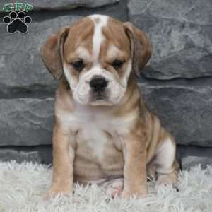Trixie, Beabull Puppy