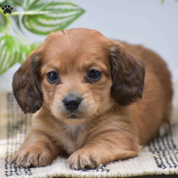 Delsie – Mini, Dachshund Puppy