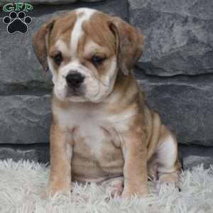 Trixie, Beabull Puppy