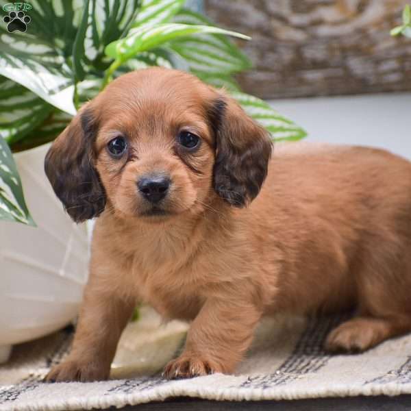Diora – Mini, Dachshund Puppy