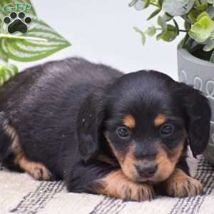 Diamond – Mini, Dachshund Puppy
