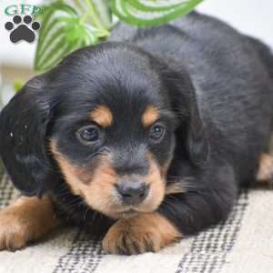 Diamond – Mini, Dachshund Puppy