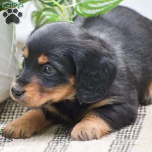 Diamond – Mini, Dachshund Puppy