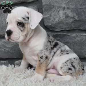 Toby, Beabull Puppy