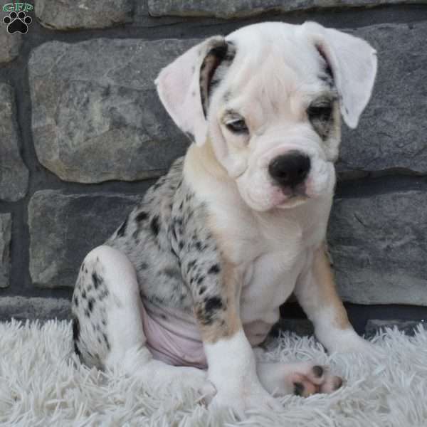 Toby, Beabull Puppy