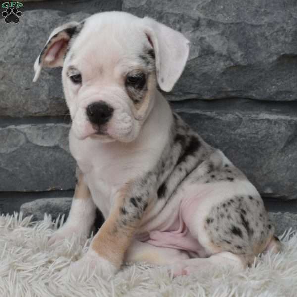Toby, Beabull Puppy