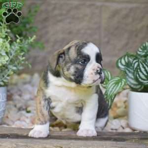 Aurora, Olde English Bulldogge Puppy