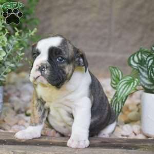 Aurora, Olde English Bulldogge Puppy