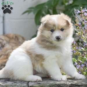 Sierra, Pomsky Puppy