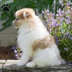 Sierra, Pomsky Puppy