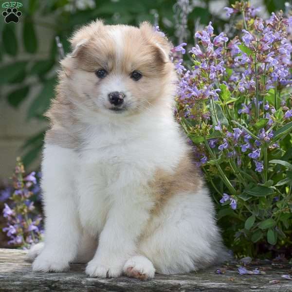 Sierra, Pomsky Puppy