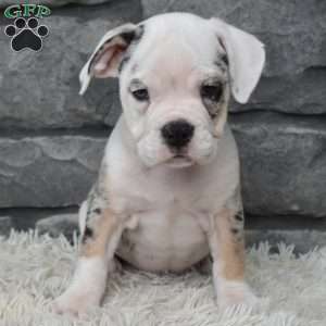 Toby, Beabull Puppy