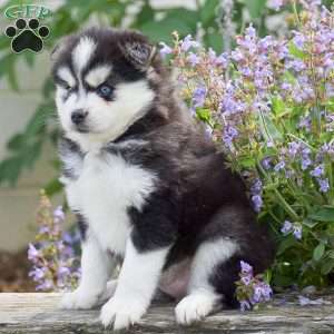 Alaska, Pomsky Puppy