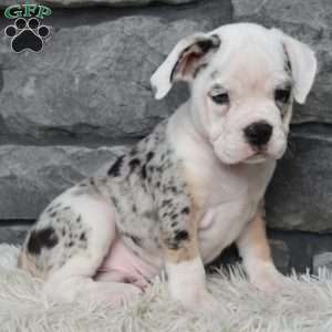 Toby, Beabull Puppy
