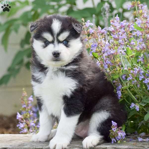 Alaska, Pomsky Puppy