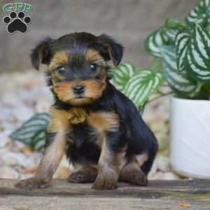 Caleb, Yorkie Puppy