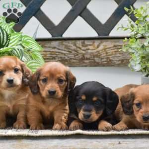 Diamond – Mini, Dachshund Puppy