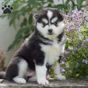 Alaska, Pomsky Puppy