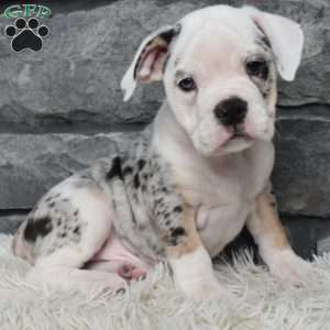 Toby, Beabull Puppy