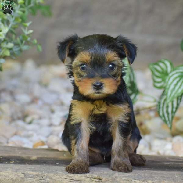 Caleb, Yorkie Puppy