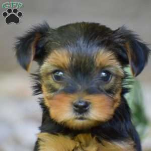 Caleb, Yorkie Puppy