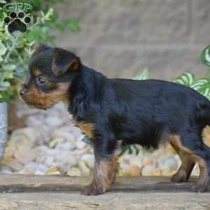 Charlotte, Yorkie Puppy