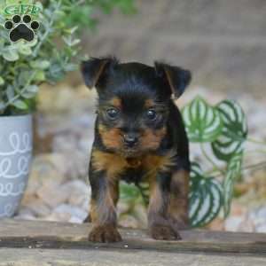 Charlotte, Yorkie Puppy