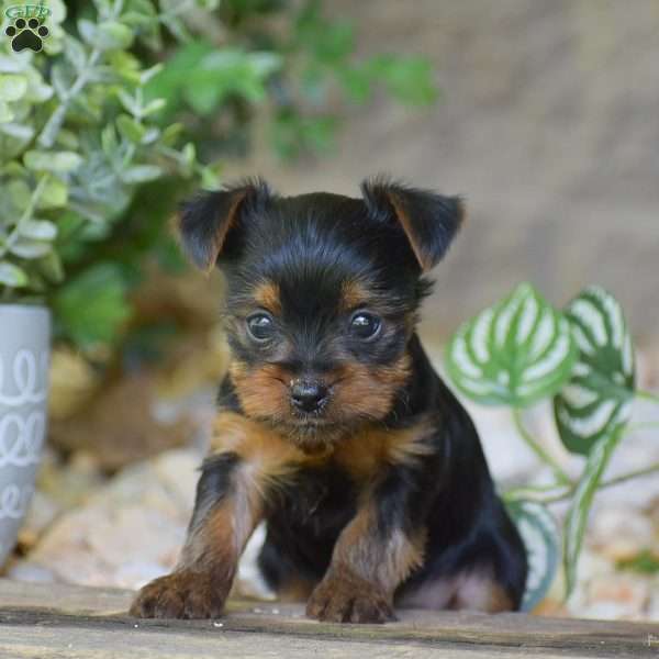 Charlotte, Yorkie Puppy
