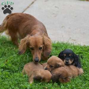 Diamond – Mini, Dachshund Puppy