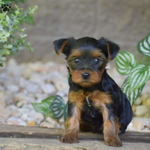 Caspian, Yorkie Puppy