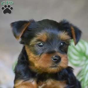 Caspian, Yorkie Puppy