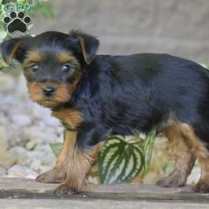 Caspian, Yorkie Puppy